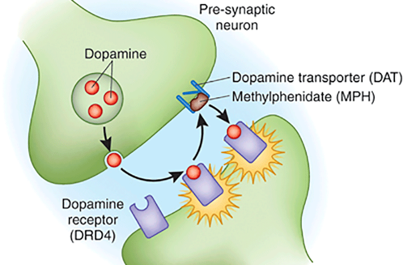 Dopamine is a neurotransmitter. And it does a lot more than just turn you into a compulsive gambler.